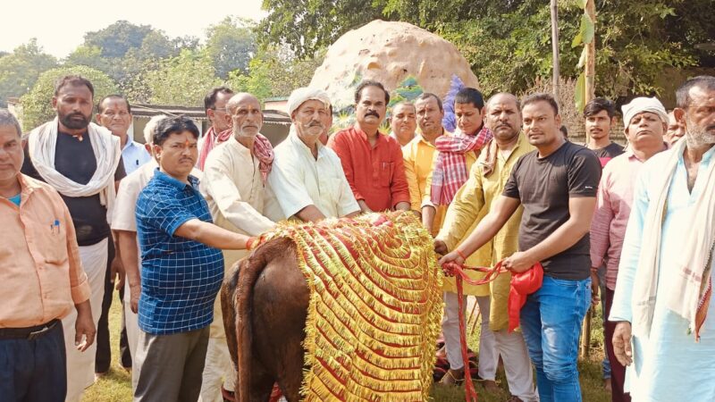 बोकारो में  गोवर्धन पूजा , JMM नेता मंटू यादव ने की गाय माता की पूजा