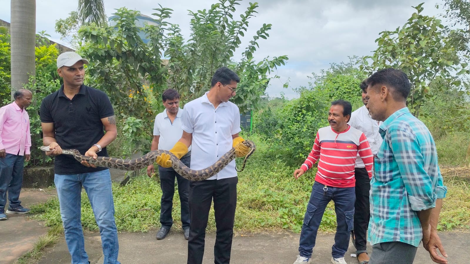 विस्थापित कॉलेज से पकड़ा गया अजगर